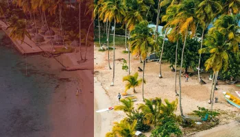 Image beach, palm tree 