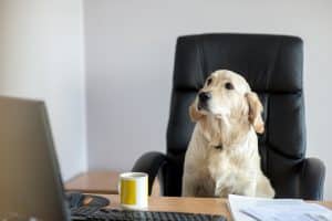 Office Dog