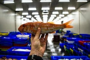 Red Mullet