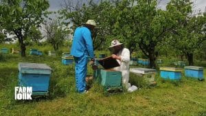 Bee Keeping in EU