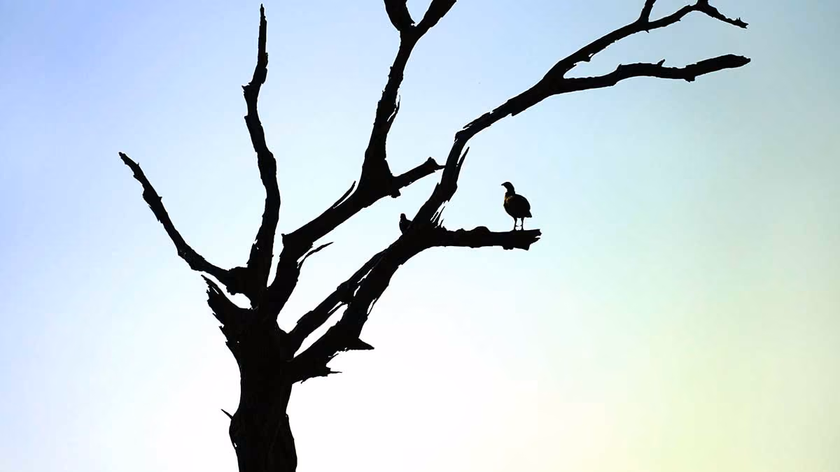 The Dynamics AX survival guide: 11 common questions, solved simply