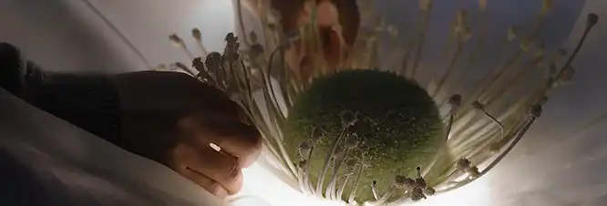 A hand attaching lights on a flower petal.