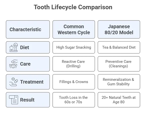 japan vs west tooth cycle