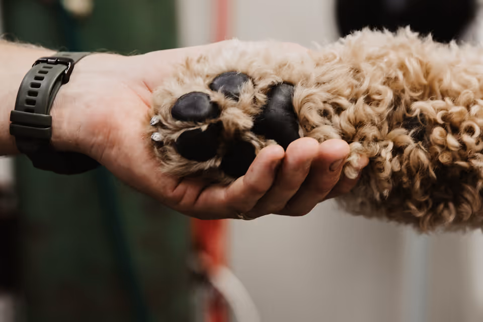 image of a veterinarian examining a dog