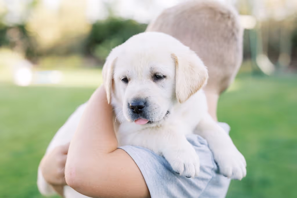 image of a veterinarian examining a dog
