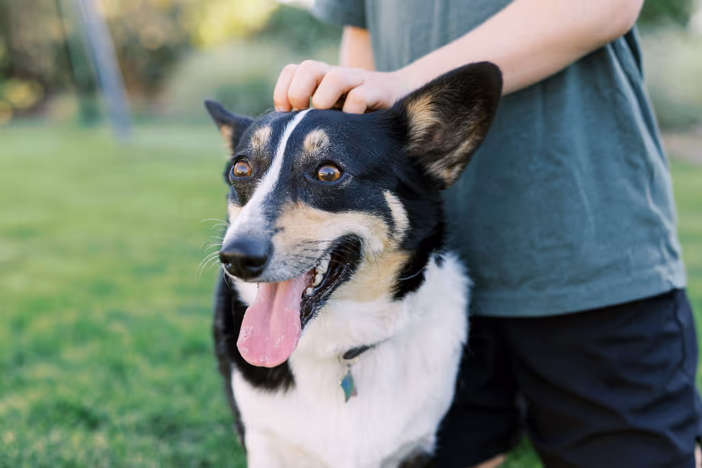 image of a veterinarian examining a dog