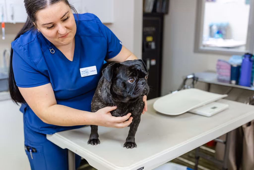 image of veterinary services for animals