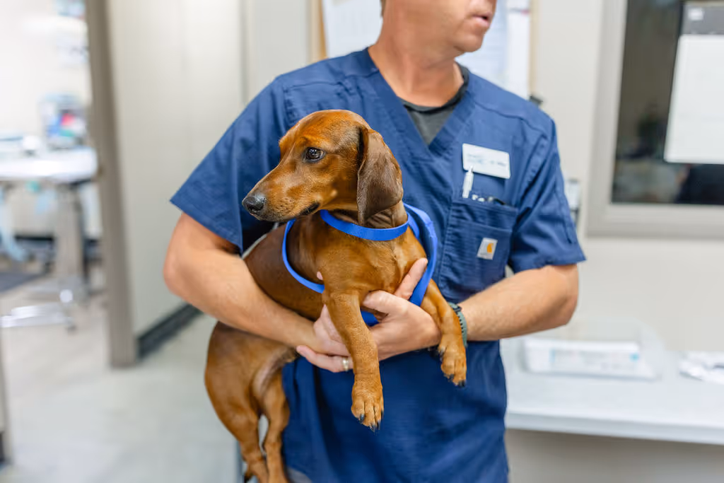 image of a veterinarian examining a dog