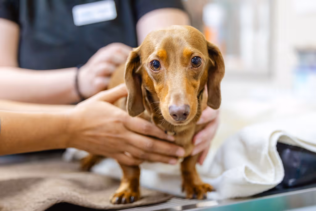 image of a veterinarian examining a dog