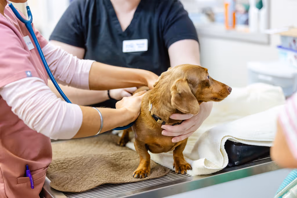 image of a veterinarian examining a dog