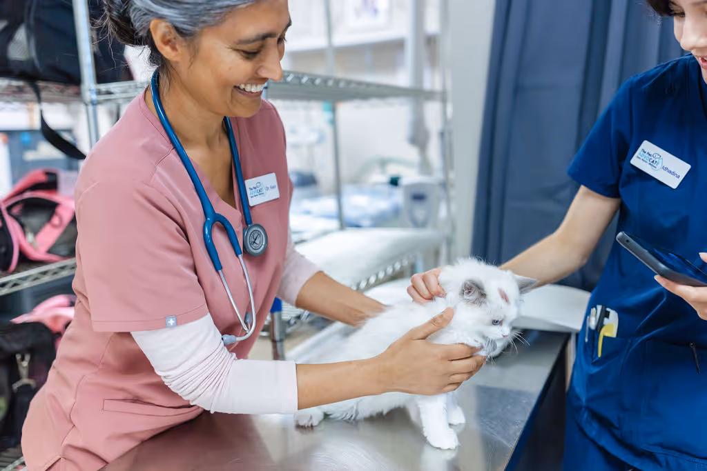 image of a vet assisting an animal