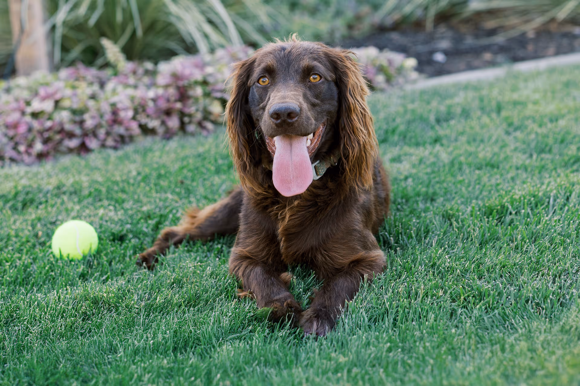 image of a vet assisting an animal