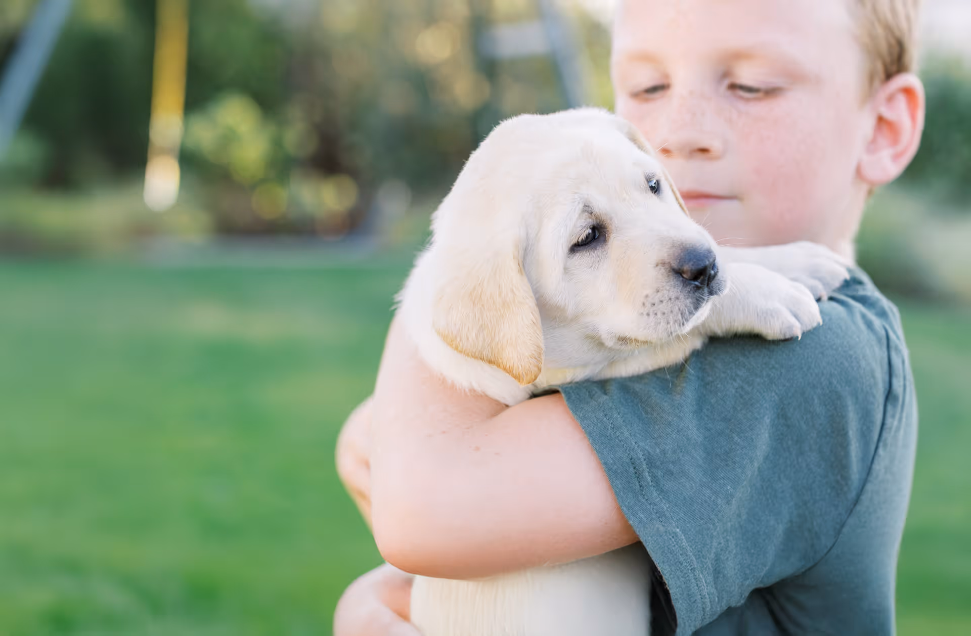 image of a vet assisting an animal