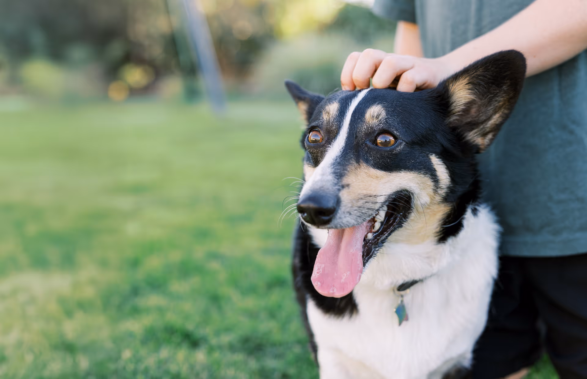 image of various pet food brands on shelves