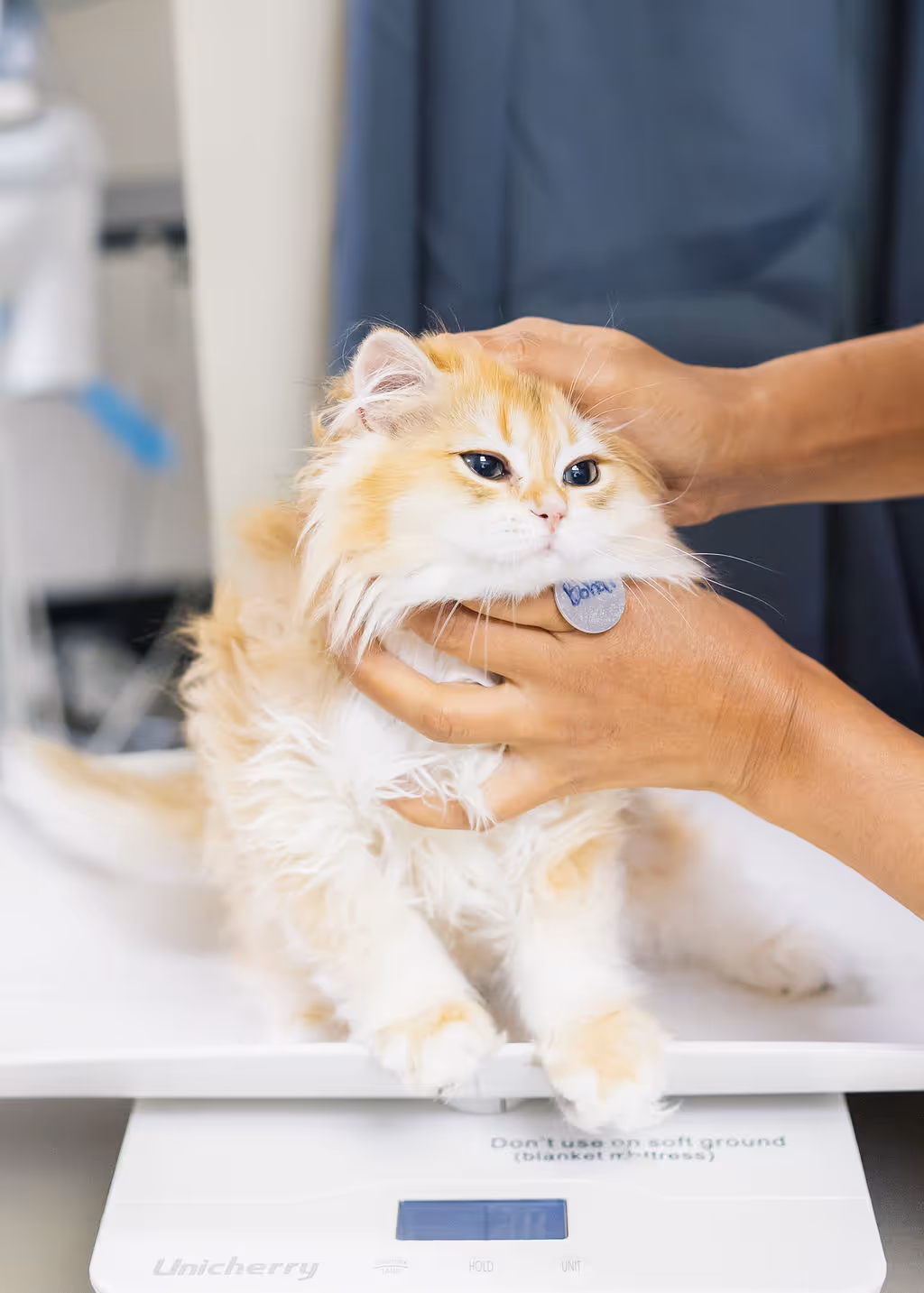 image of a veterinarian examining a dog