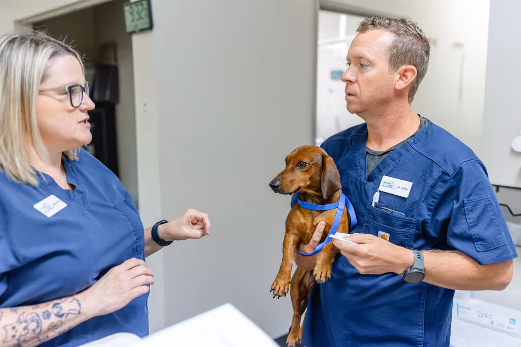 image of a vet assisting an animal