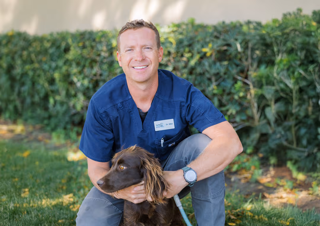 image of a veterinarian examining a dog
