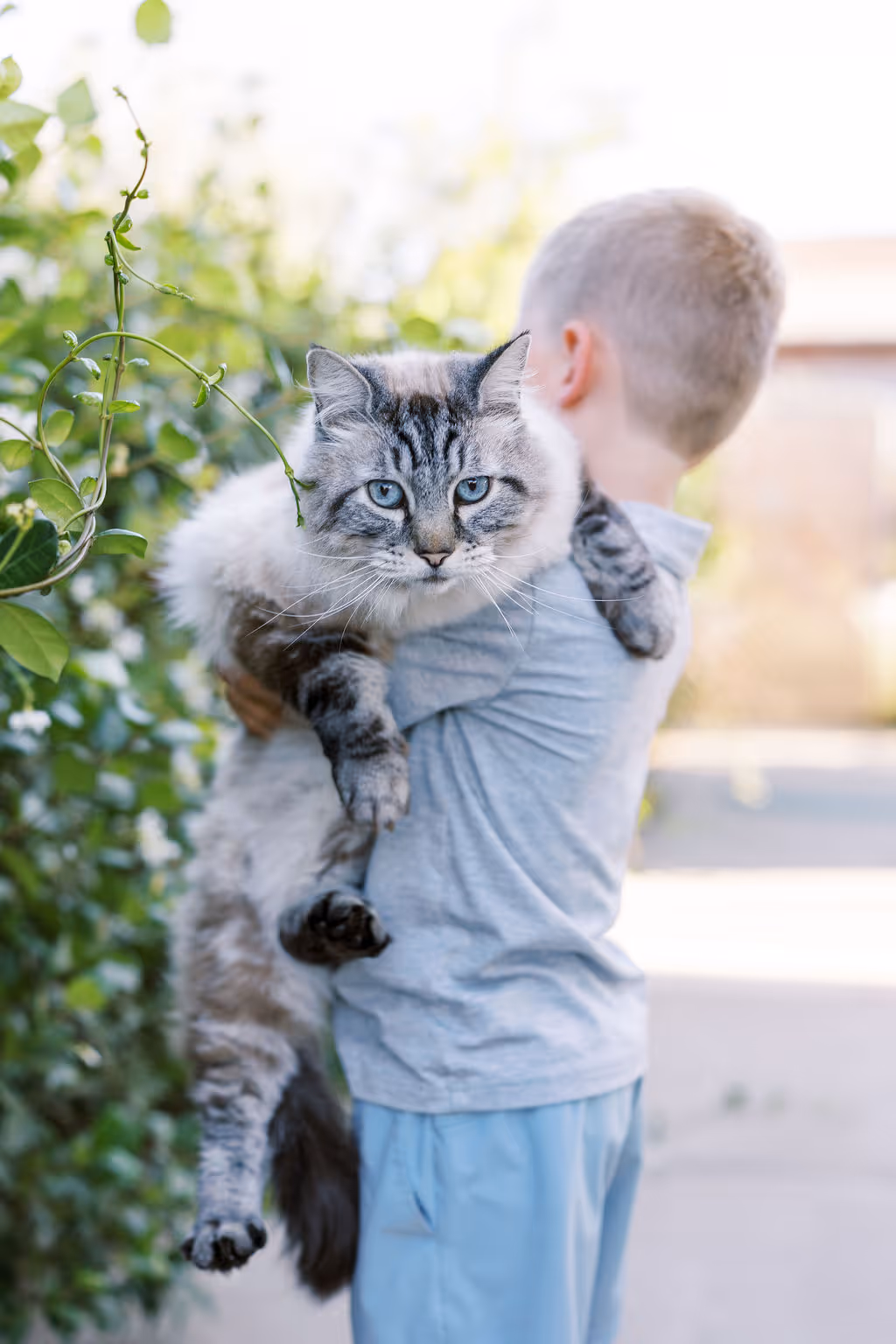 image of a veterinarian examining a dog