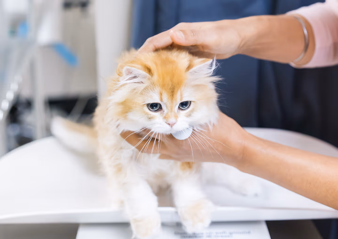 image of veterinary services for animals