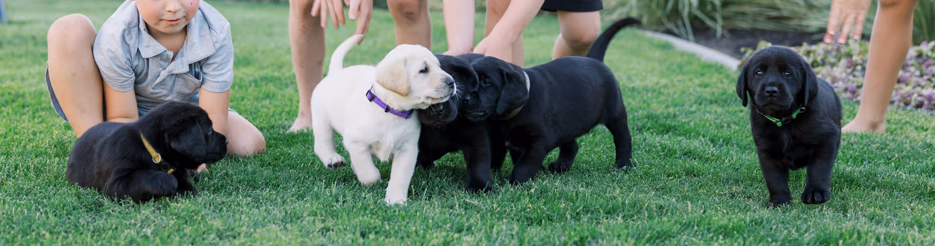 Four Labrador Retriever puppies playing on green grass with children's legs visible in the background.