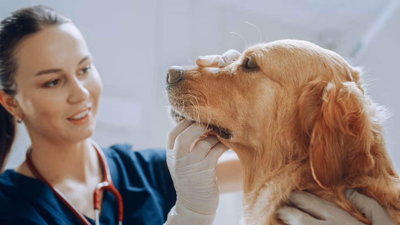 image of veterinary services for animals