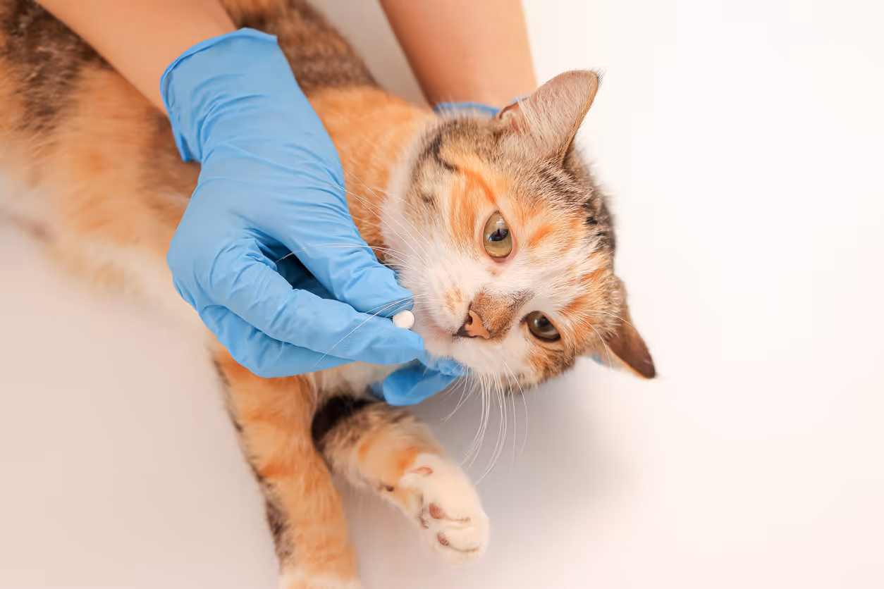 image of pet grooming services (for a veterinary clinic)