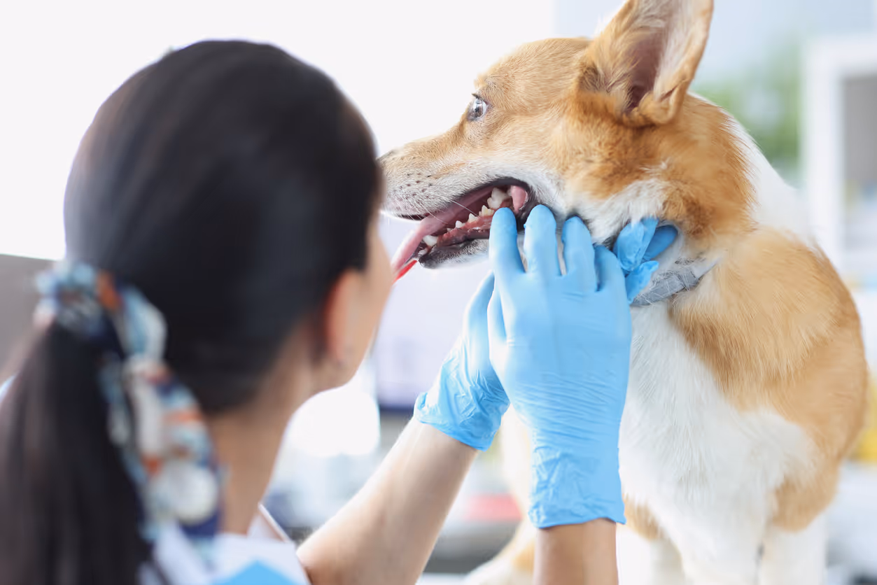 image of a veterinarian examining a dog