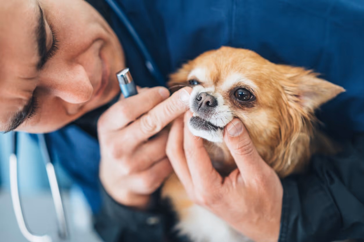 image of a veterinarian examining a dog
