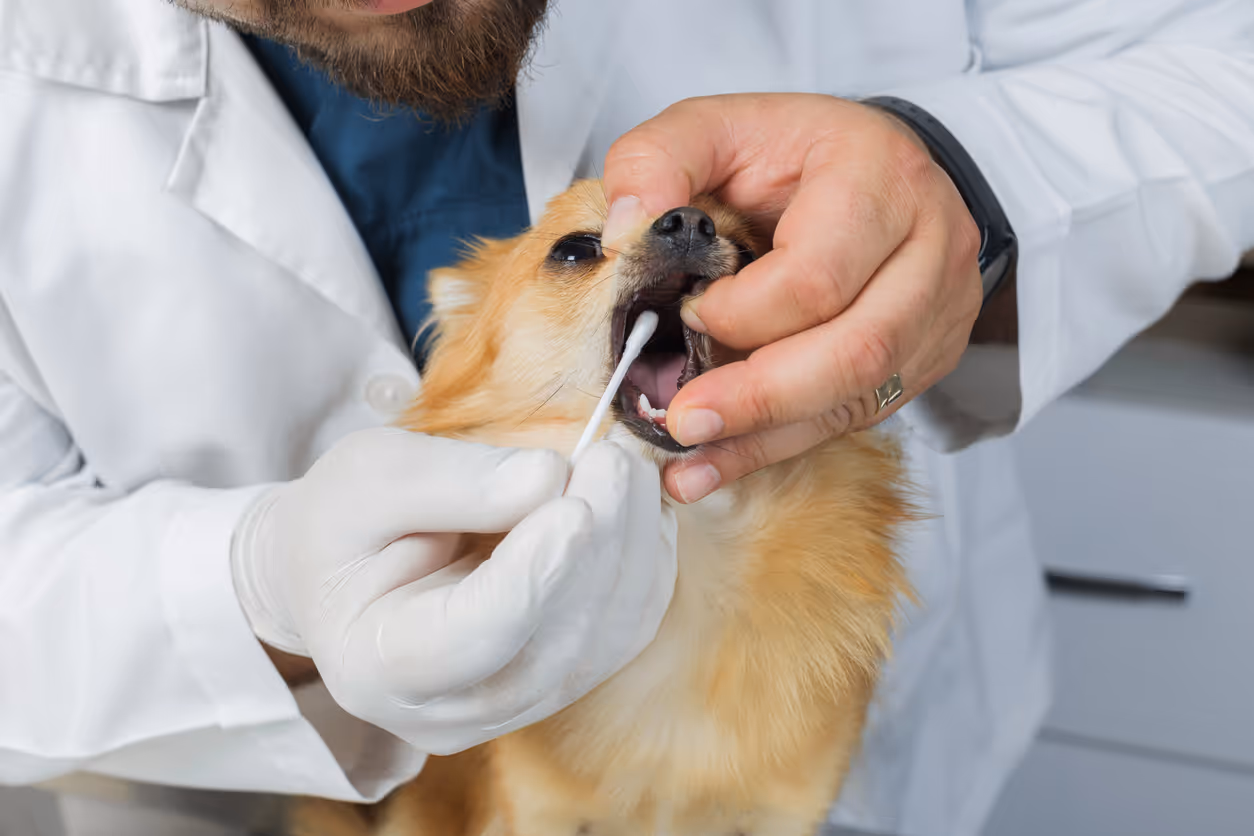 image of pet grooming services (for a veterinary clinic)