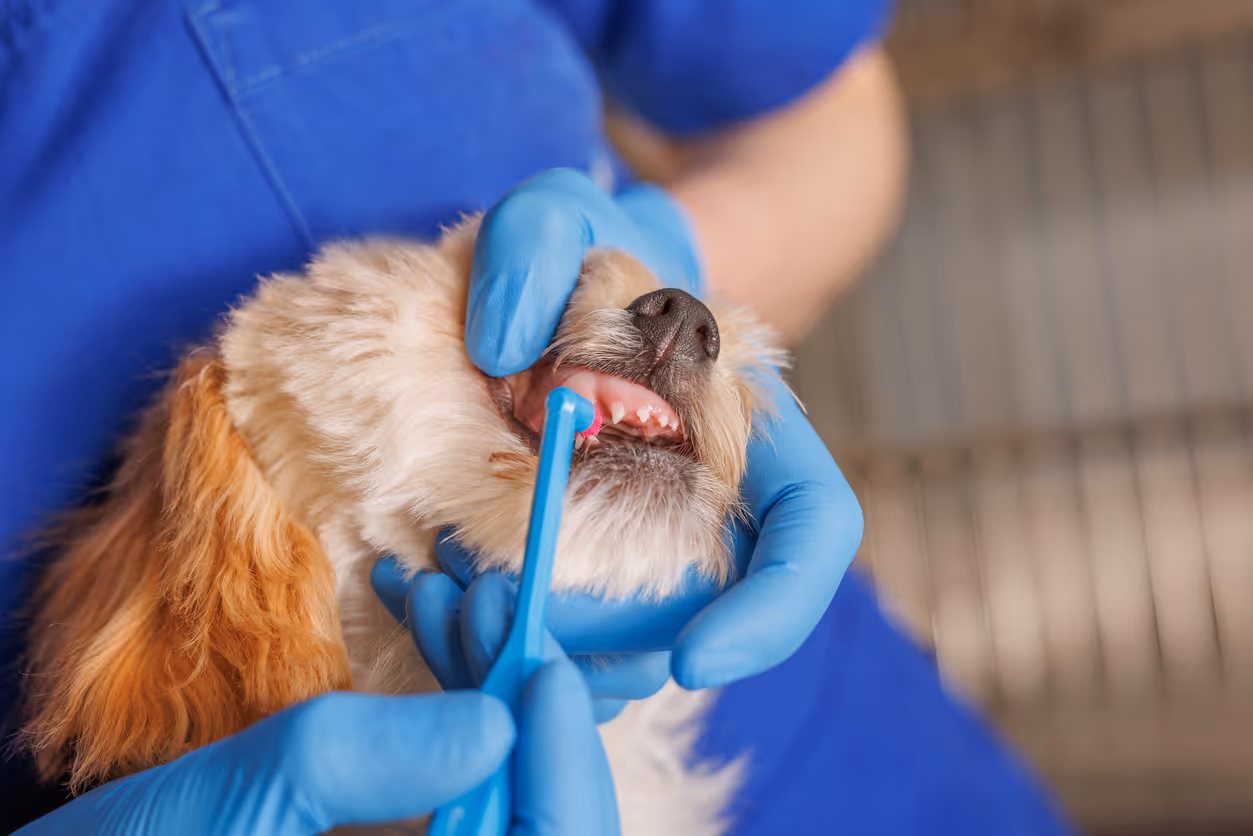 image of a veterinarian examining a dog