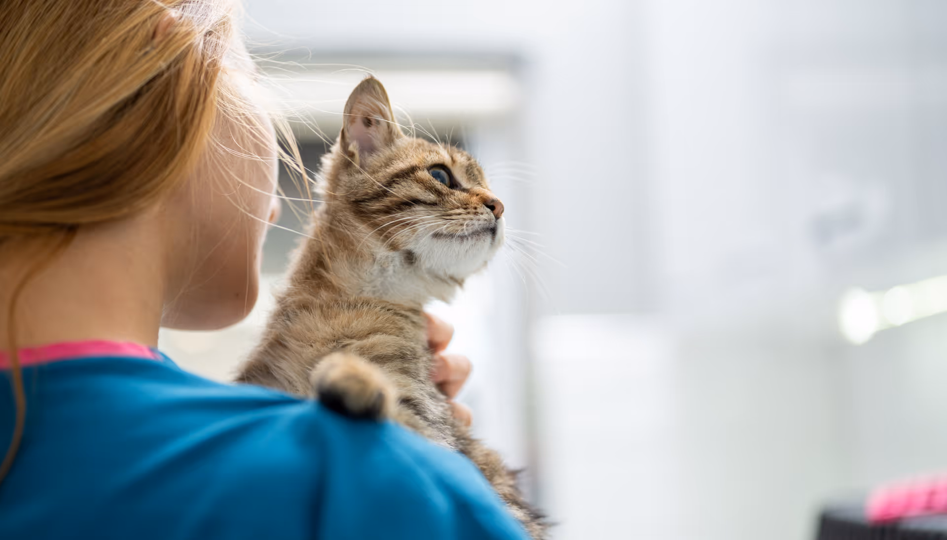 image of a vet assisting an animal