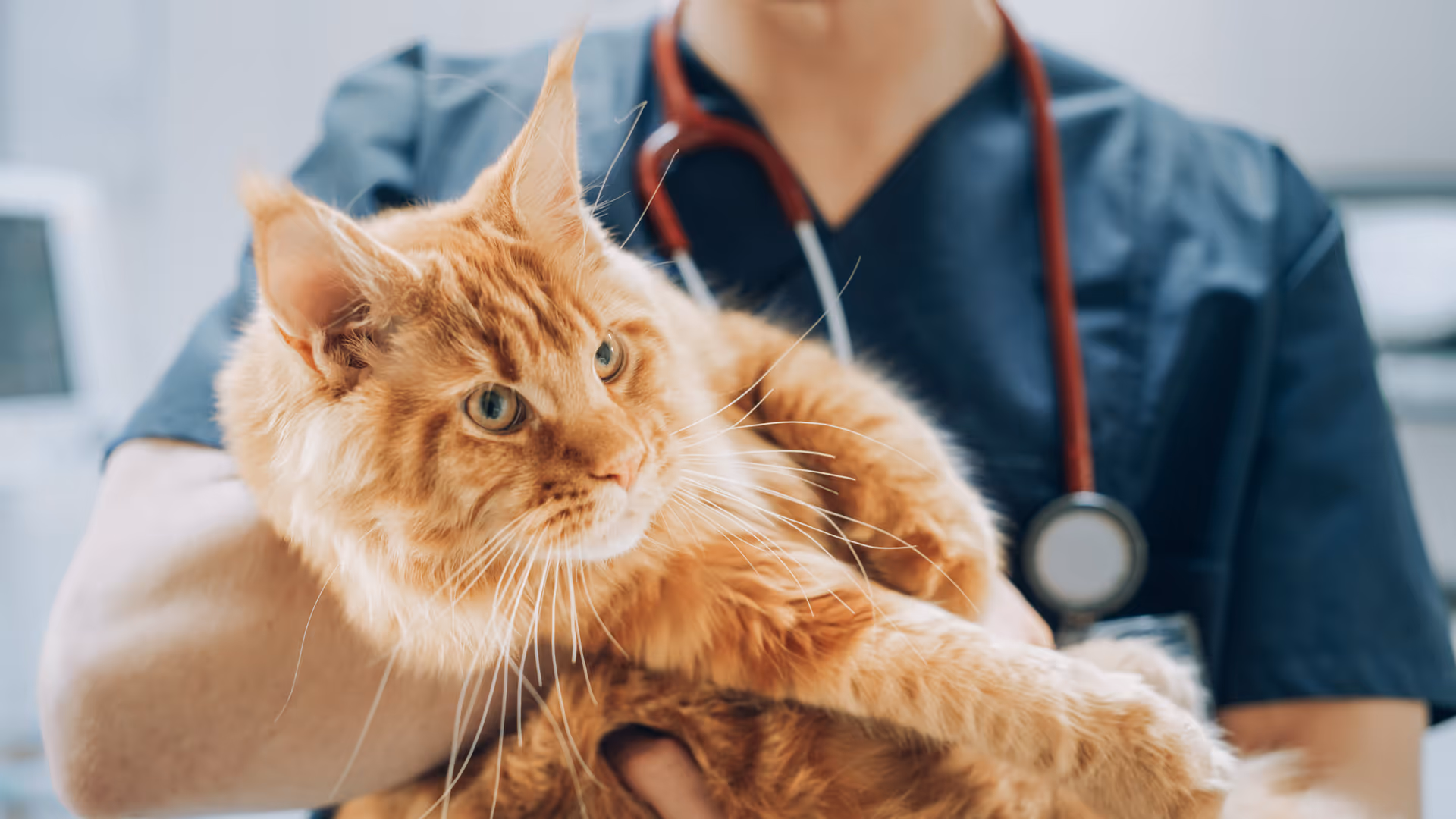 image of a veterinarian examining a dog