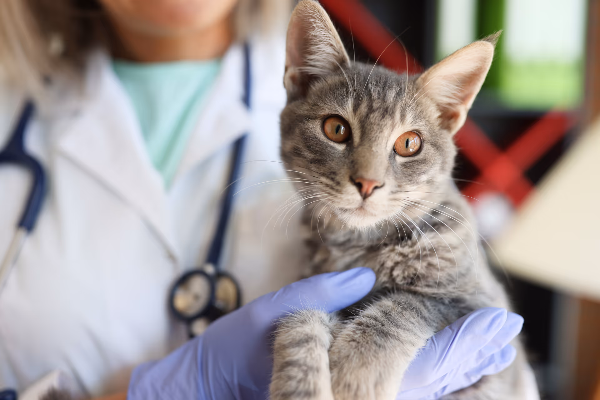 image of a vet assisting an animal