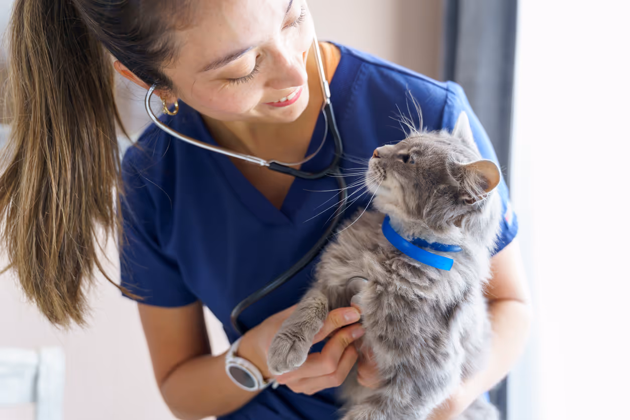 image of a veterinarian examining a dog