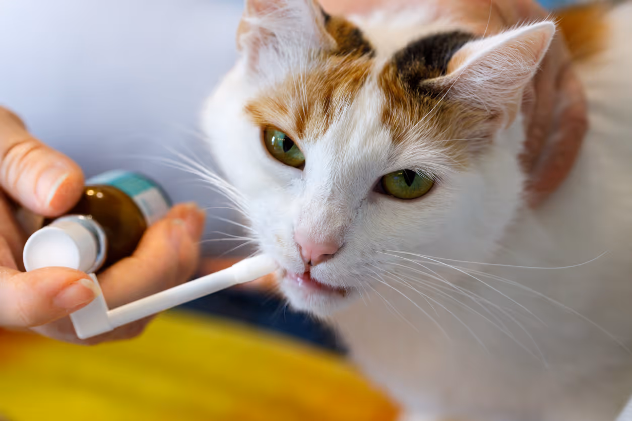 image of a vet assisting an animal