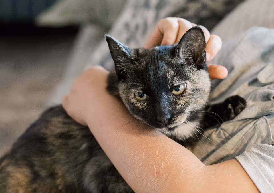 image of pet grooming services (for a veterinary clinic)