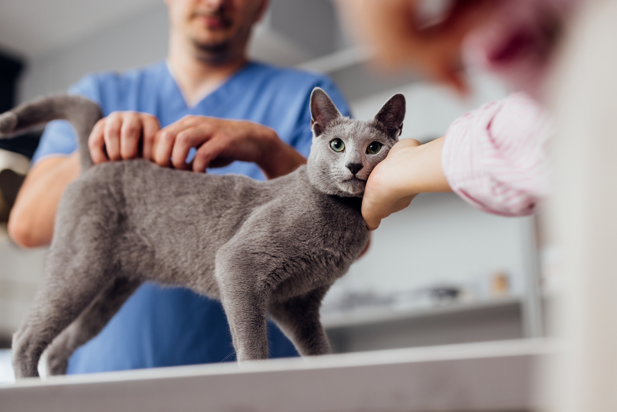 image of a veterinarian examining a dog