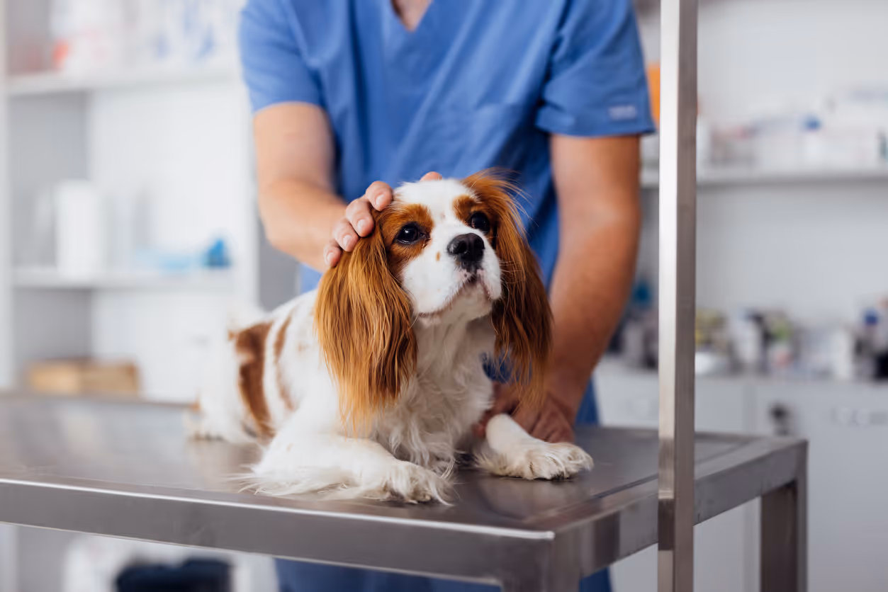 image of veterinary services for animals