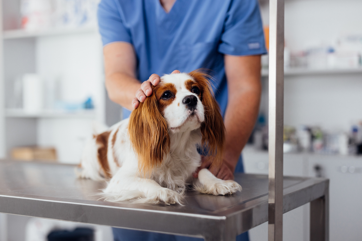 image of veterinary services for animals