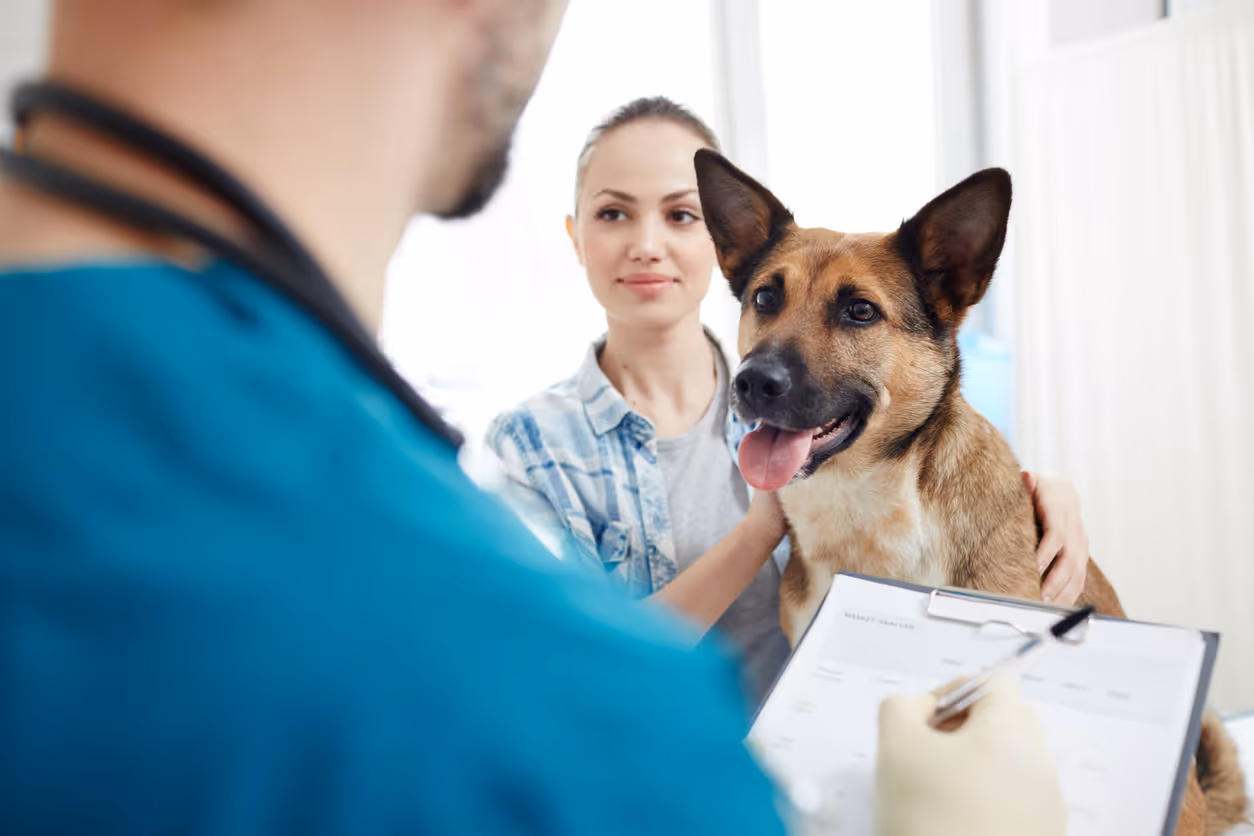 image of a veterinarian examining a dog