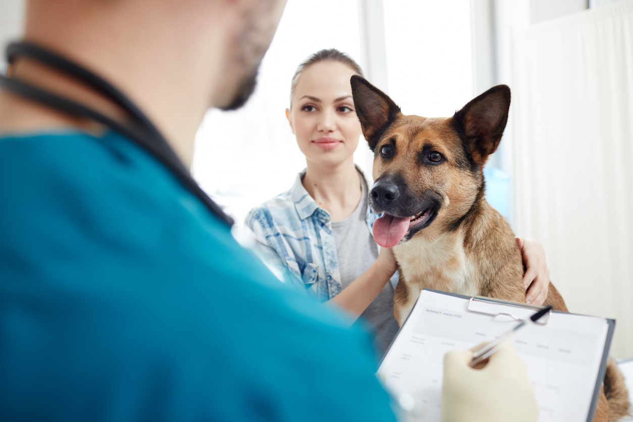 image of a veterinarian examining a dog