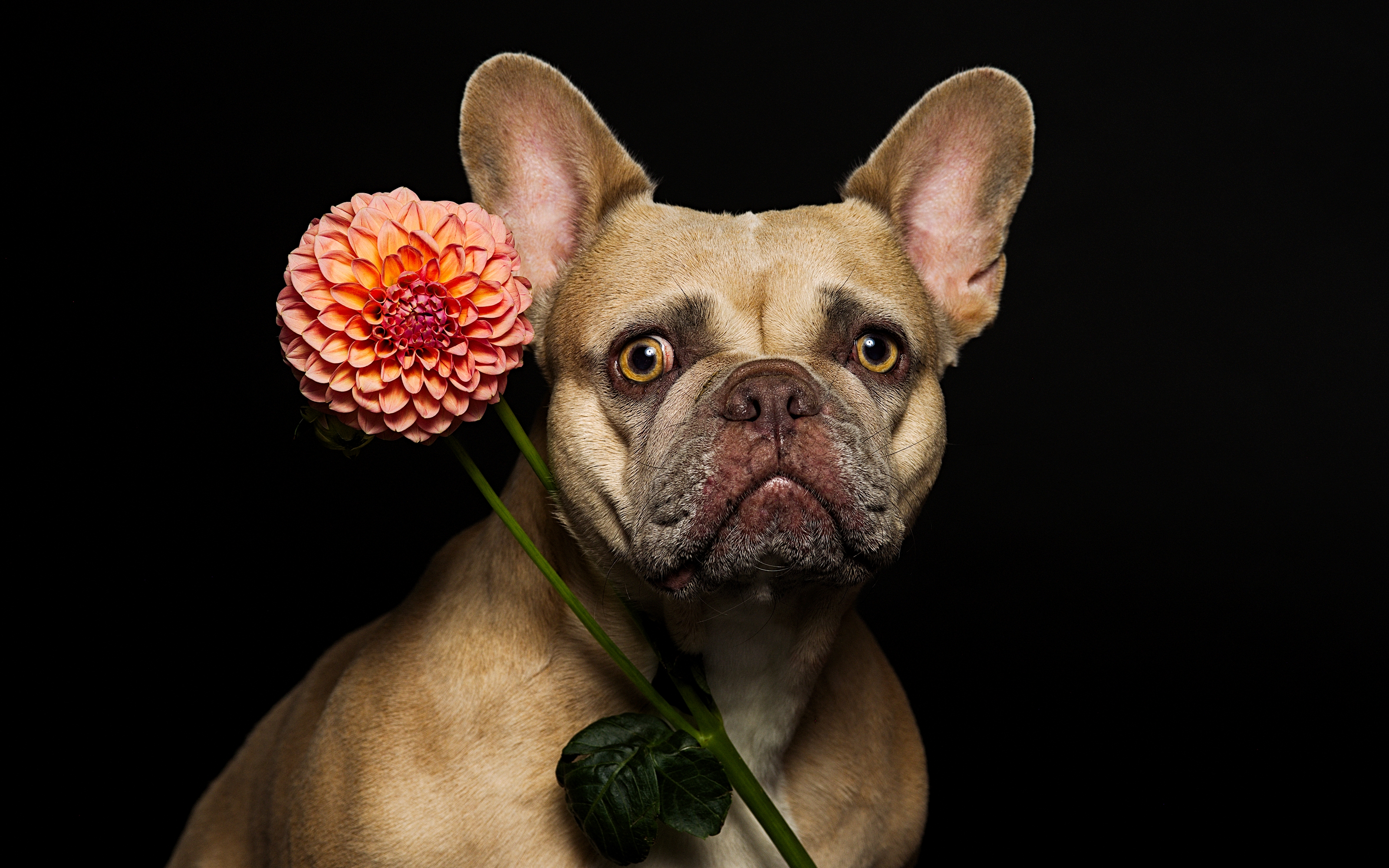 Describe the hero portrait (breed/pose/background)