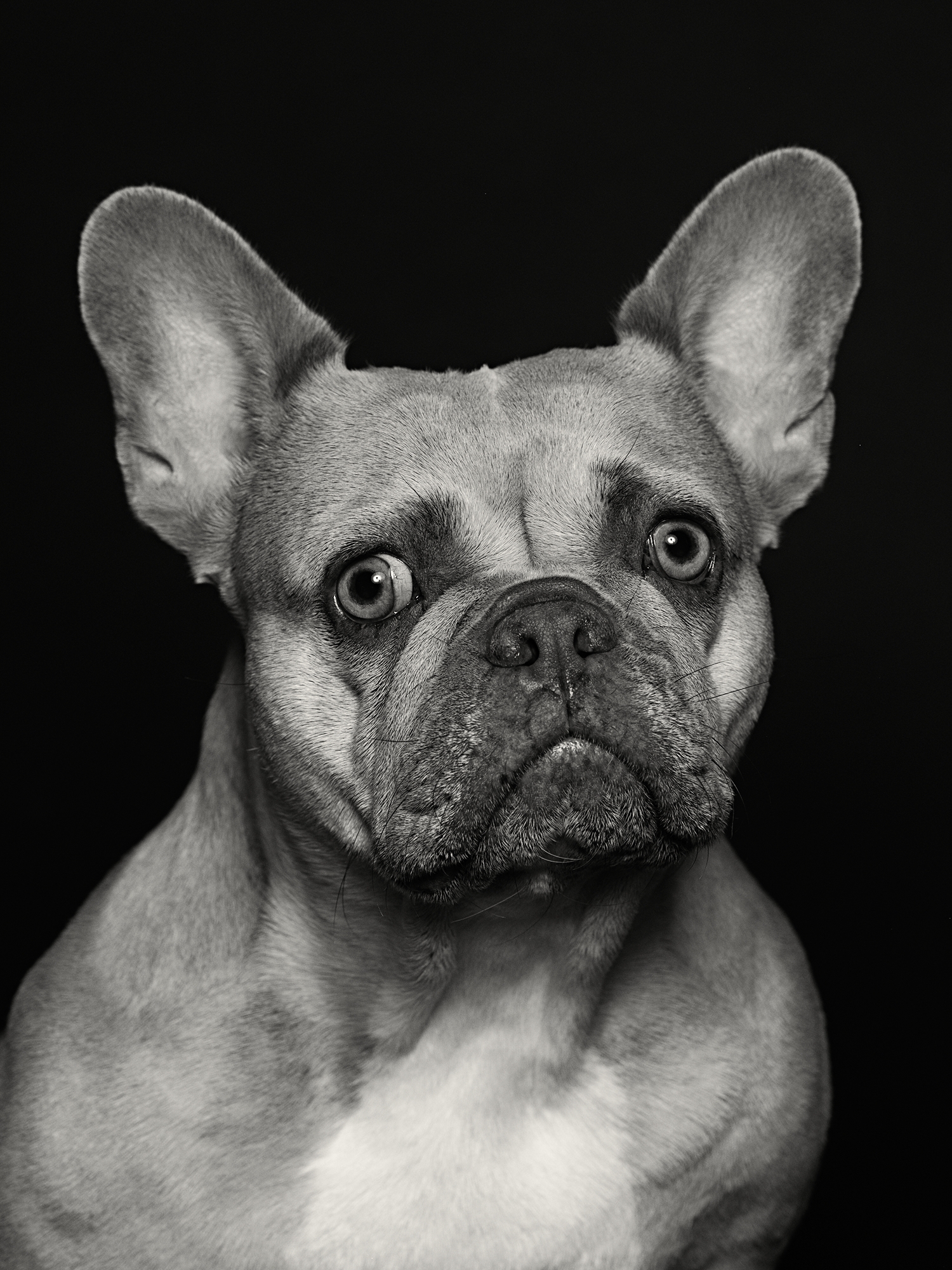 Dog portrait in black and white on white backdrop