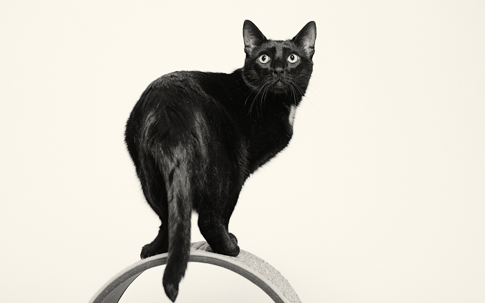 High-key Paramount lighting on white/light grey backdrop