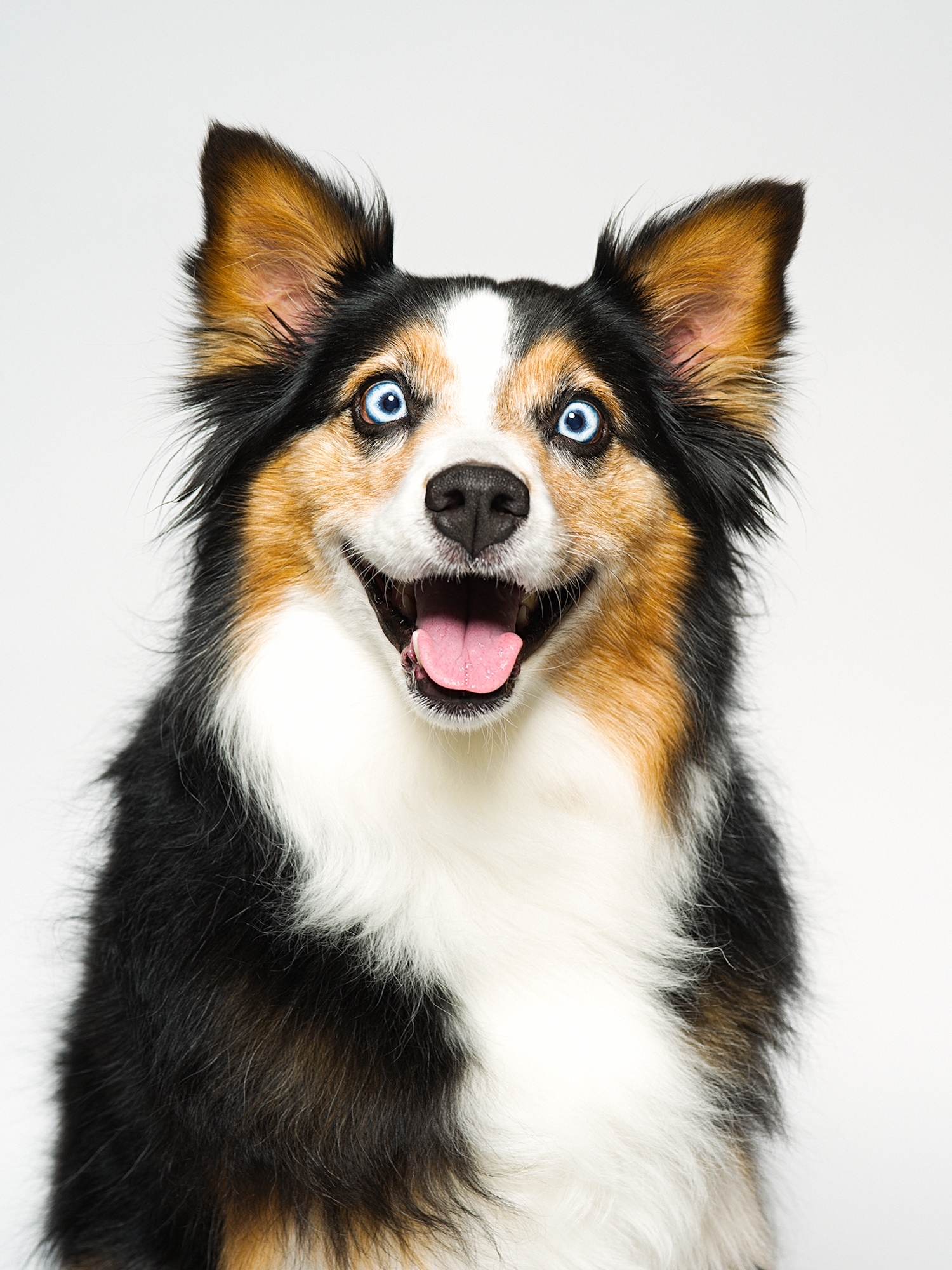 Dog high key portrait