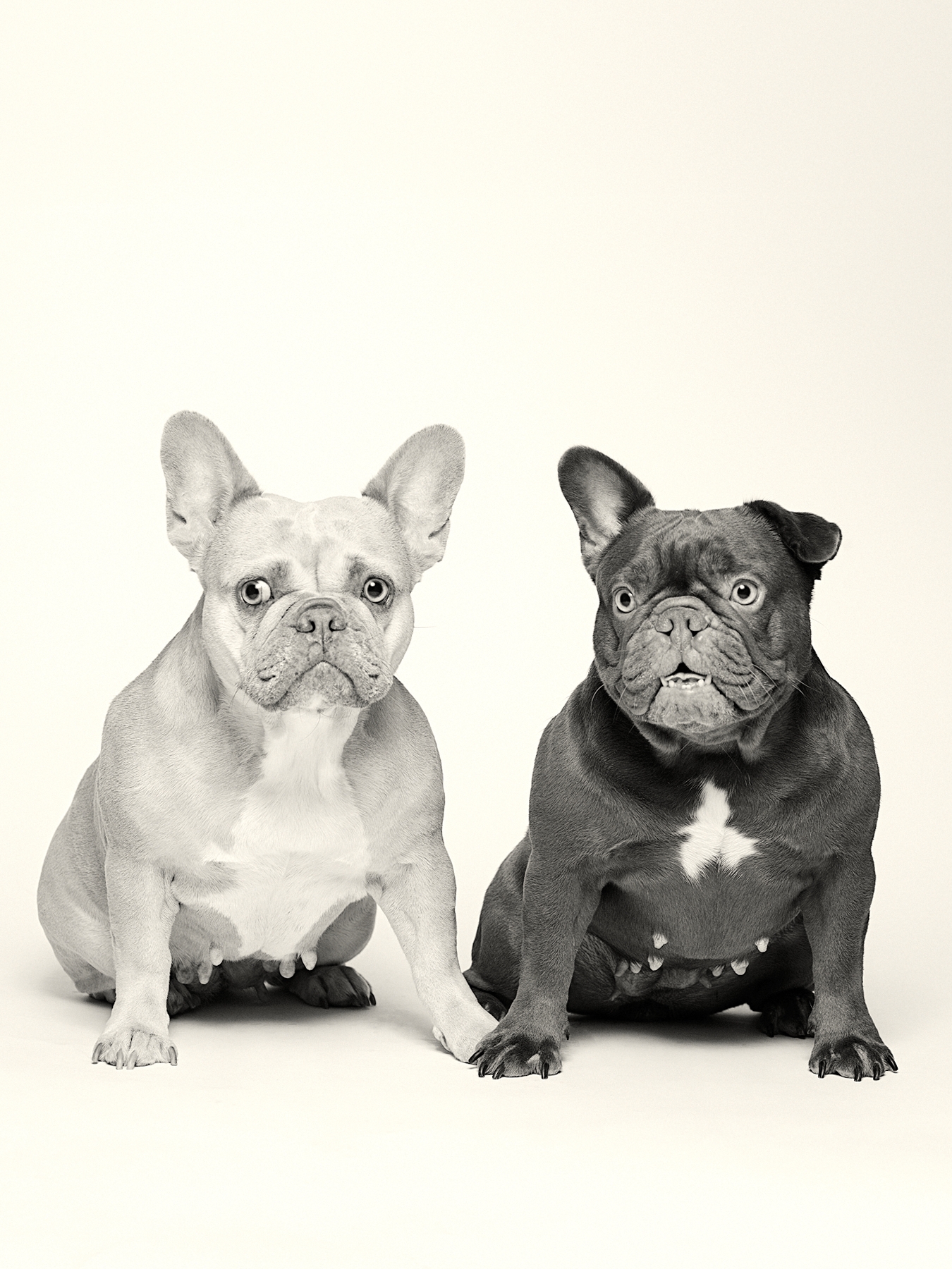 Dog black and white portrait