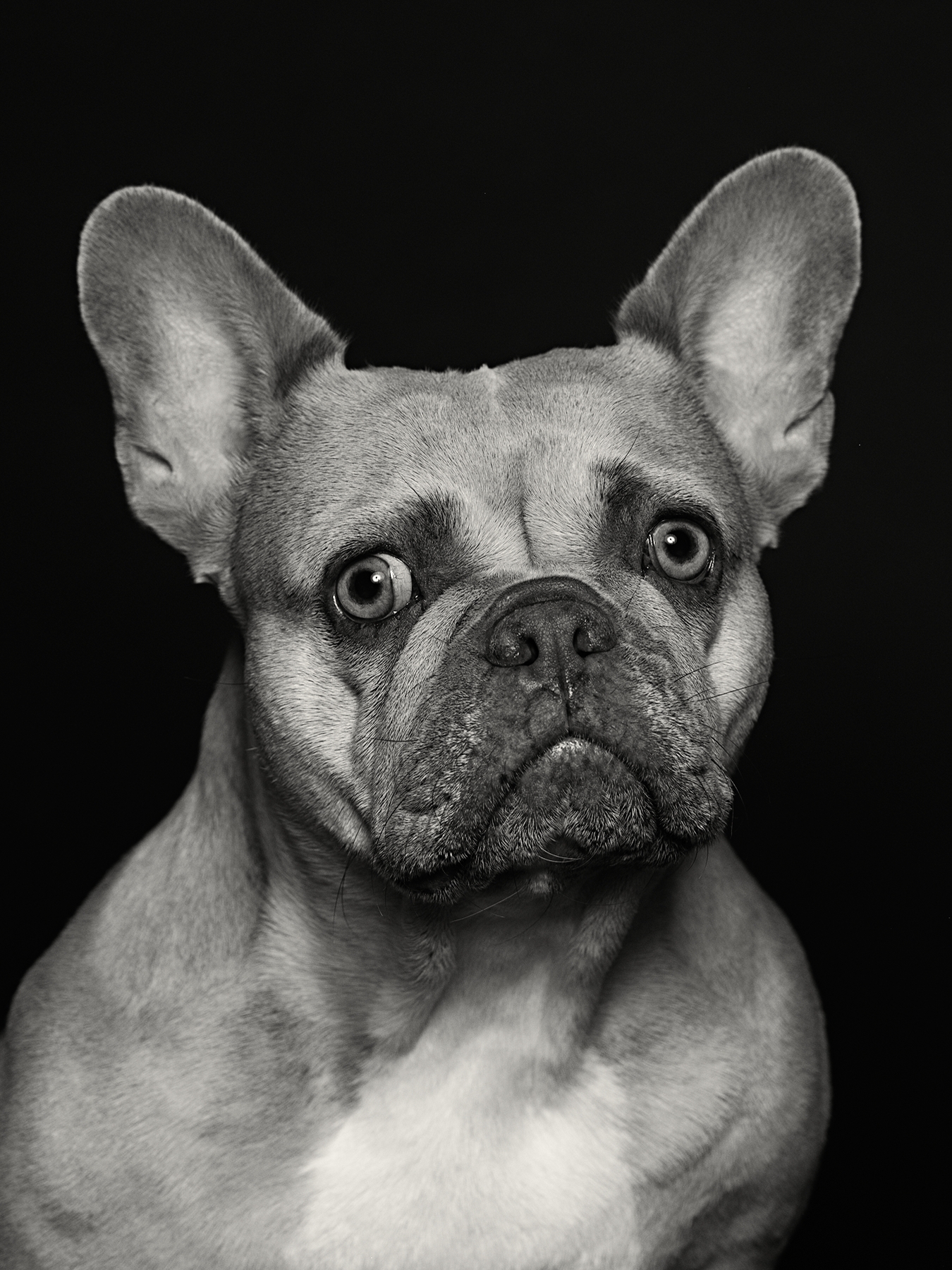 Dog portrait in black and white on black backdrop