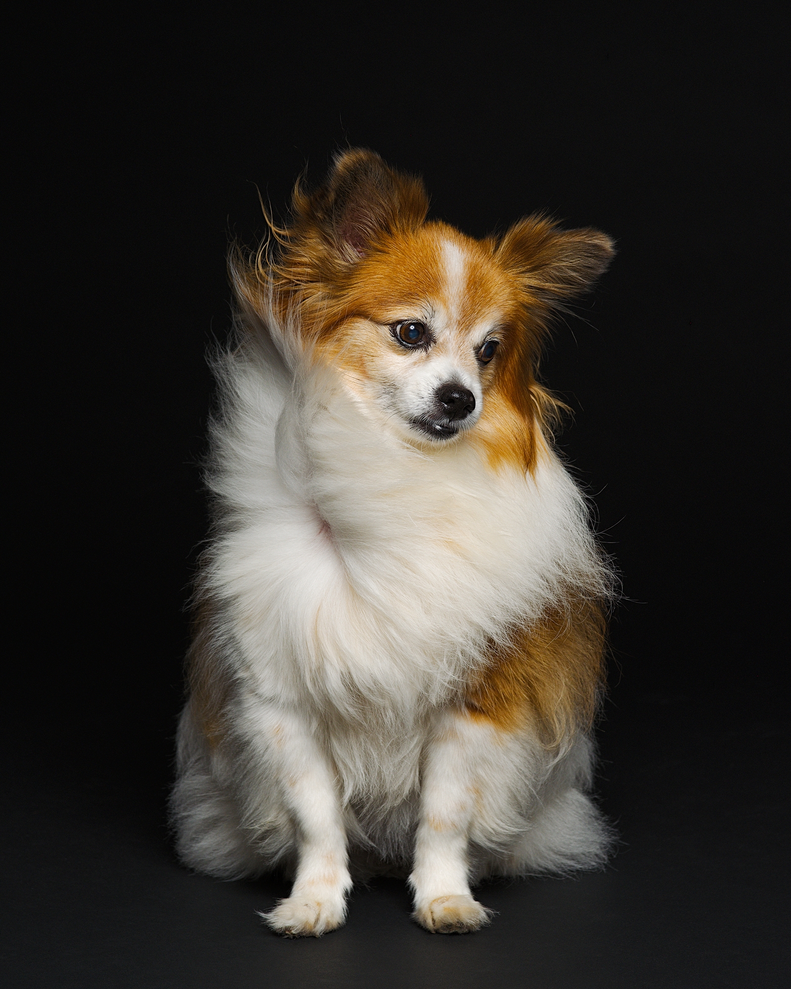Dog in wind on black backdrop
