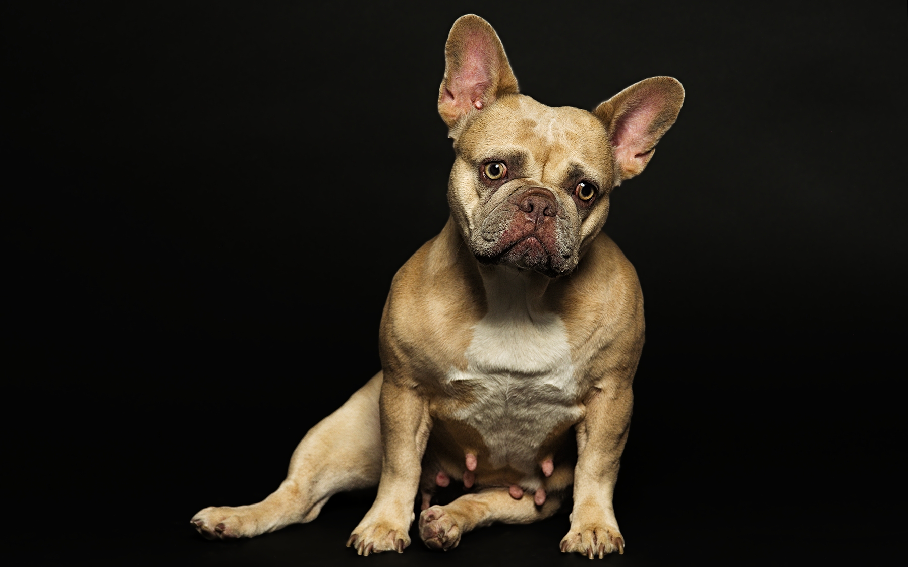 Describe the hero portrait (French Bulldog/laying/black background)