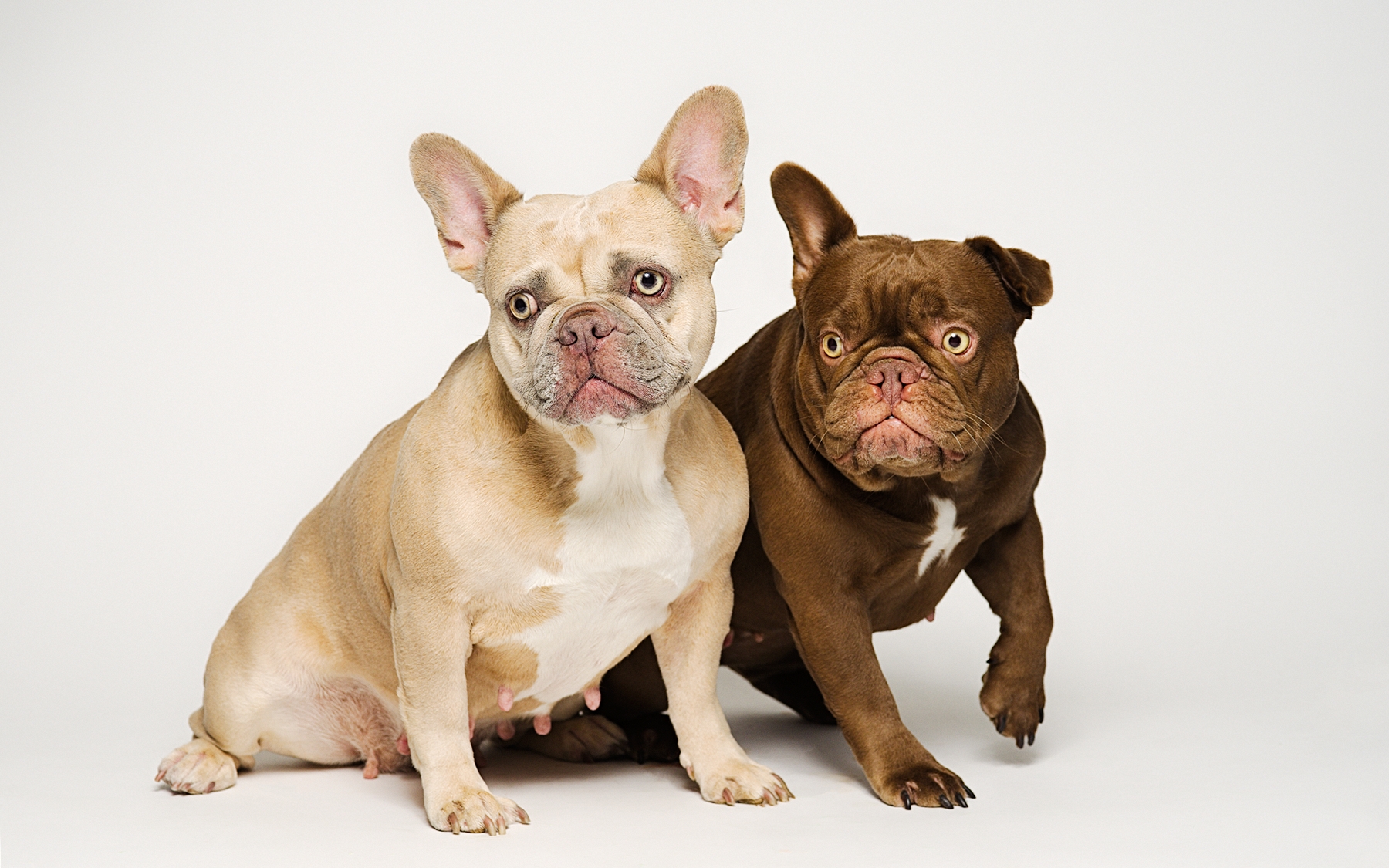 High-key Paramount lighting on white/light grey backdrop
